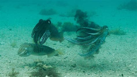 Study reveals first recording of cuttlefish fighting over a mate in the wild | Brown University