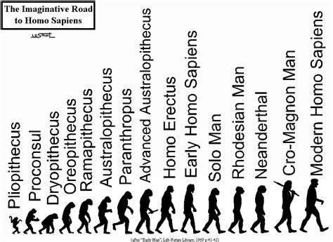 Human Evolution Timeline | Evolution science, Human evolution tree, Human evolution