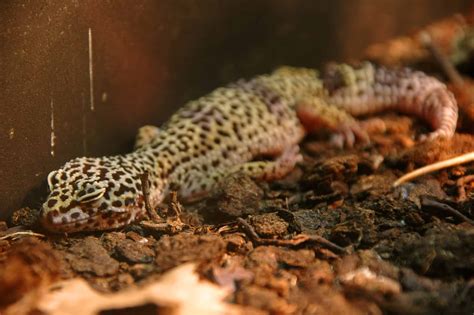 Are Leopard Geckos Nocturnal Or Diurnal? Their Sleep Behavior Explained - A-Z Animals