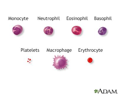 Eosinophil count - absolute Information | Mount Sinai - New York