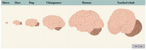 Is the Brain Another Object of Sexual Desire? – Introductory Biology: Evolutionary and ...
