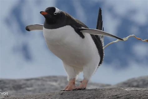 Scientists Are Getting High On Penguin Poop In Antarctica, One Has Gone ...