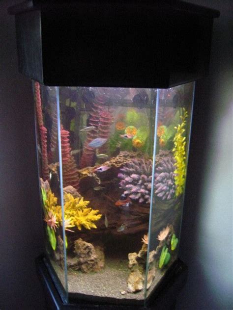 20 gallon hexagon aquarium - How To Buy 20 Gallon Long Aquarium – House Decorating Designs ...