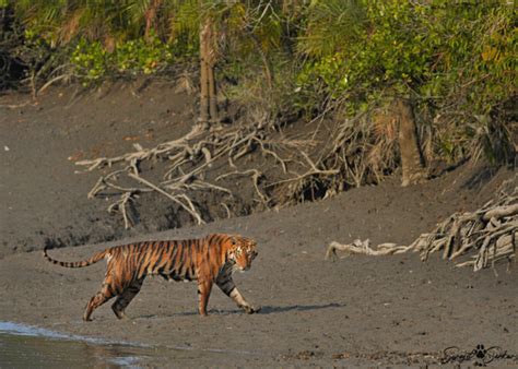 Wildlife Tour North East India | Wildlife Tour Operator North East India