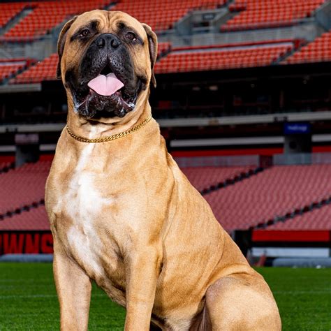 Sobre cães e mascotes #2: Browns - tailgate zone