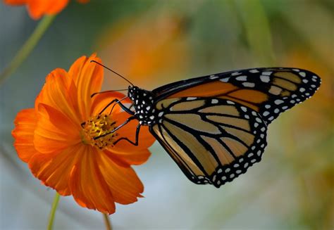 Monarch Butterfly Predators and Parasites to Watch for