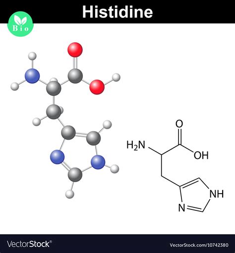 Histidine essential amino acid Royalty Free Vector Image