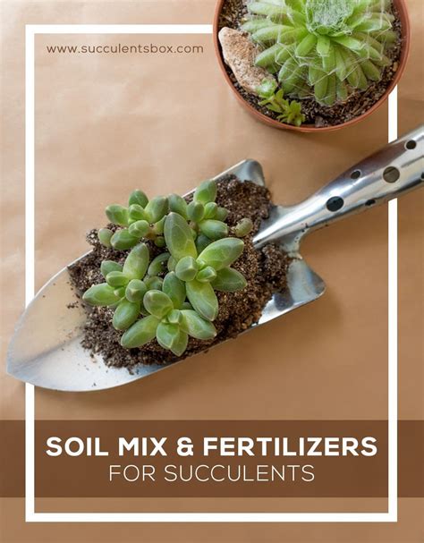 Soil Mix and Fertilizers for Succulents | Succulent care, Succulents, Planting succulents