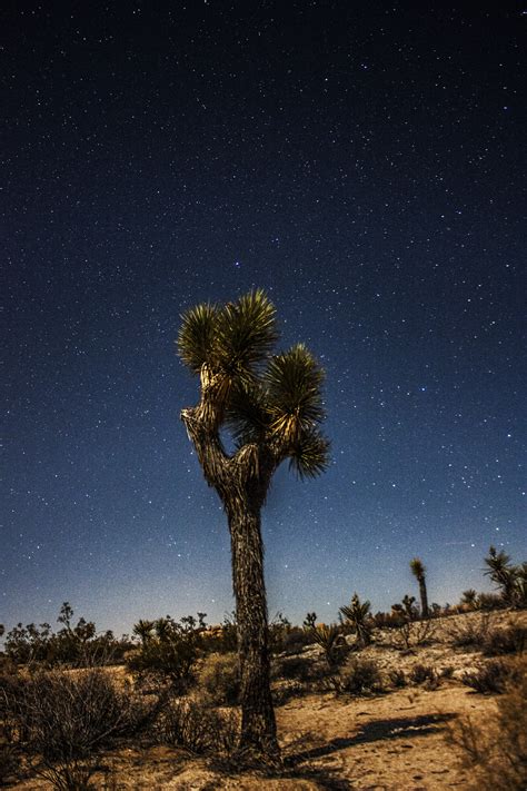 Coachella Valley Astronomy and Astrophotography: Astrophotography at The Joshua Tree National ...