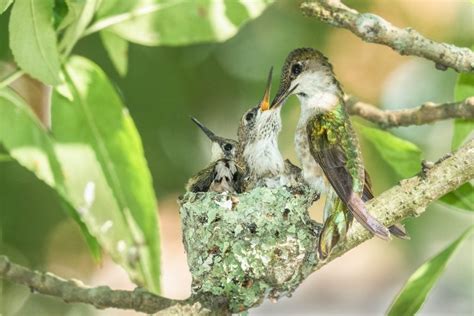 8 Different Kinds of Bird Nests and How to Spot Them - Birds and Blooms