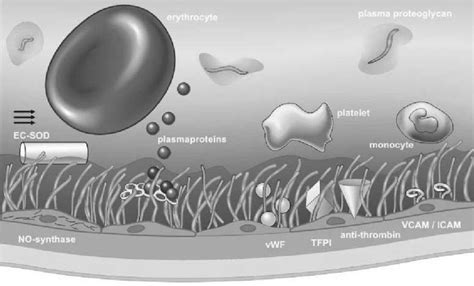 Schematic representation of the glycocalyx | Download Scientific Diagram