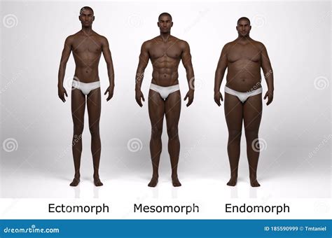 3D Render : the Portrait of Male Body Type : Ectomorph , Mesomorph ...