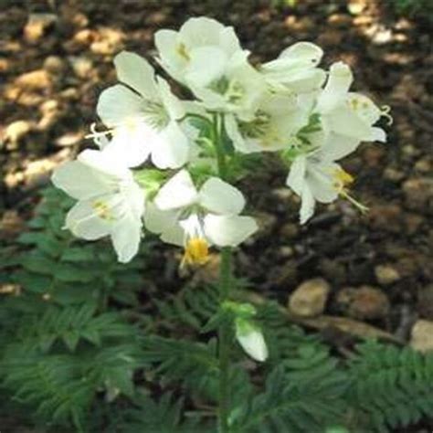 White Pearl Jacob's Ladder Flower Seeds/Perennial 70