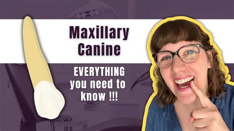 Maxillary Canine | The Definitive Tooth Anatomy Study Guide for Dental Students - YouTube