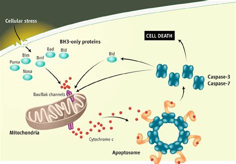 World of Biochemistry (blog about biochemistry): Cellular respiration ...