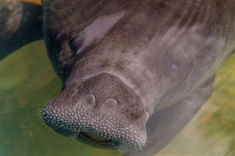 Amazonian Manatee: The Manatees Of The Amazon River - Rainforest Cruises