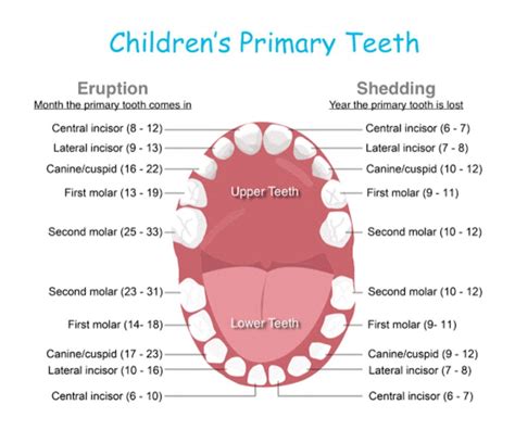 Importance of Primary Teeth – Dr. Khullars