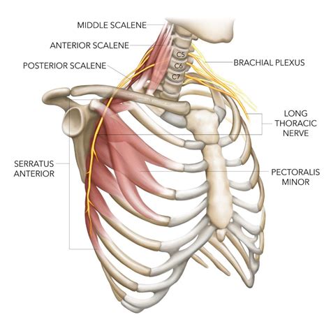 Long thoracic nerve injury: the shortest route to recovery! | Thoracic ...