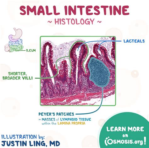 Small Intestine Histology Diagram