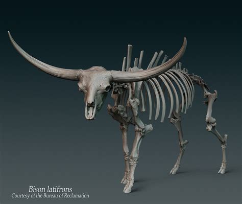 Idaho ancient bison fossils now available in 3-D thanks to Bureau of Reclamation, Idaho Museum ...