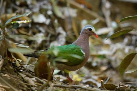 Common emerald dove (Chalcophaps indica)