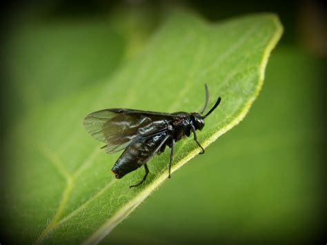 Unidentified Flying Insects