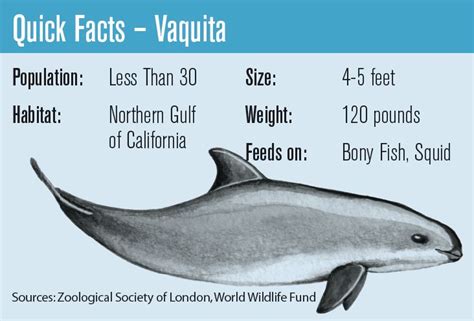 “In-Danger” designation for vaquita habitat could be delayed – The Log | Habitats, Animal ...