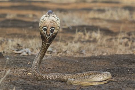 Spectacled Cobra | Rahul Alvares