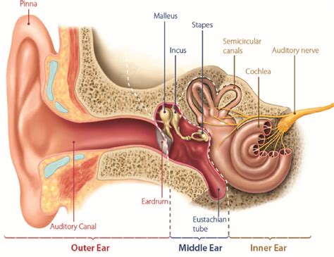 The association between tinnitus, the neck and TMJ - MSK Neurology