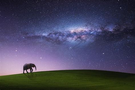 Field, the sky, stars, night, sleep, the milky way, walking elephant, HD wallpaper | Wallpaperbetter