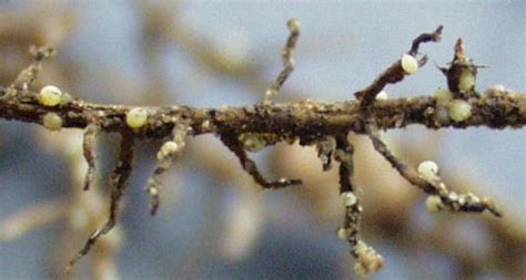 Soybean Cyst Nematode (SCN) – Dry Bean Agronomy