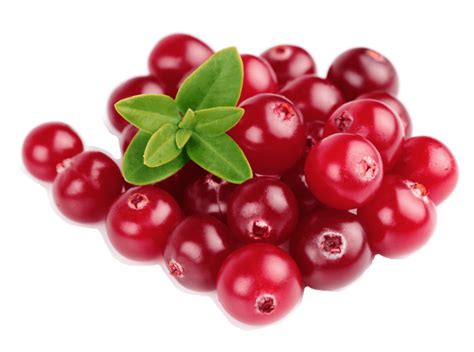 Image - Cranberries.png | Animal Jam Clans Wiki | FANDOM powered by Wikia