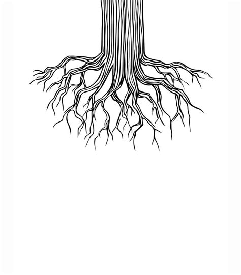 Tree root drawing | Roots drawing, Tree drawing, Roots illustration