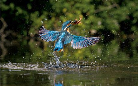 The clean up of the River Thames | Kingfisher, River thames, Wildlife photography