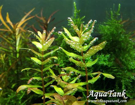 Rotala Macrandra 'Green' / 'Wavy' aquarium plant | AquaTank Rare Aquarium Plants