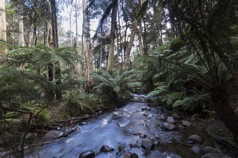 Yarra Ranges Spotlighting Trip Report - April 2022 - Treeswift Wildlife