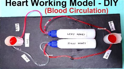 how to make human heart working model using plastic bottles for science exhibition - Science ...