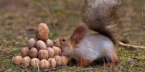 Best Wild Squirrel Food That Is Cheap And They Love