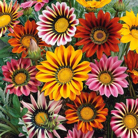 Bulk Gazania Seeds – Bulk Wildflowers