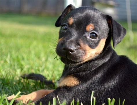 How Much Should My 4 Month Old Miniature Pinscher Puppy Weigh