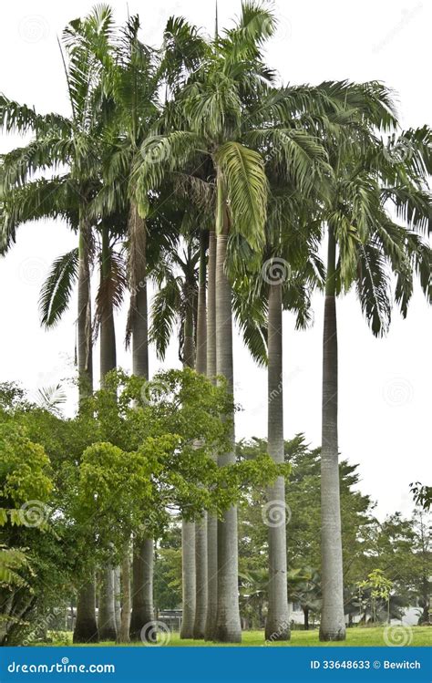 Cuban Royal Palm Tree stock image. Image of nature, plant - 33648633