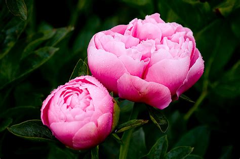 Thom Zehrfeld Photography : Adelman Gardens Peony Paradise | Three