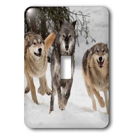 3dRose Gray Wolf pack behavior in winter, Montana - Single Toggle Switch (lsp_279208_1 ...