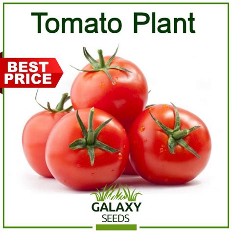 [Galaxy Seeds] Value Pack - Tomato Seeds for Planting Vegetable Plants (10 Seed) & FREE ...