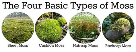 The Four Basic Types of Moss :) | Hydroponics ღ Small Gardening ... | Types of moss, Moss plant ...