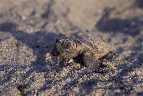 Loggerhead Turtle hatchling - Stock Image - Z752/0148 - Science Photo Library