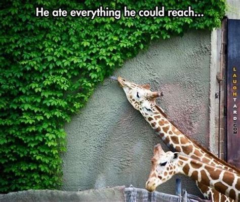 20 Giraffe Memes – Funnyfoto - Page 11