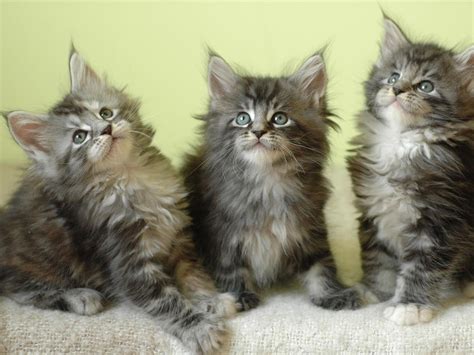 Maine Coon Cat Personality, Characteristics and Pictures – InspirationSeek.com