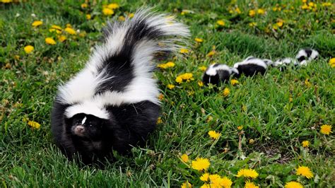 Skunk Repellent | The Tree Center™