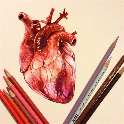 Colored Pencil Heart Study on Behance